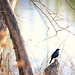 Bird At Pond by gq