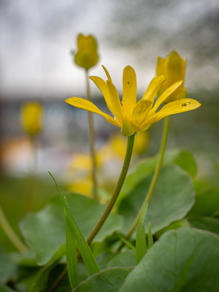 Lesser celandine by haskar