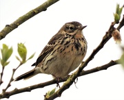 2nd May 2021 - Meadow Pipit