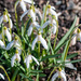 Snowdrops by elisasaeter