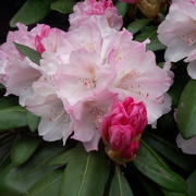 3rd May 2021 - Rhododendron