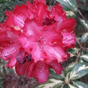 4th May 2021 - RHODODENDRON