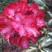 RHODODENDRON by carleenparker