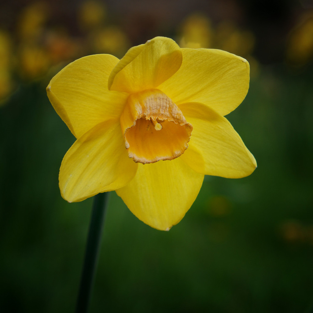 0504 - Daffodil by bob65