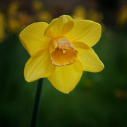 4th May 2021 - 0504 - Daffodil
