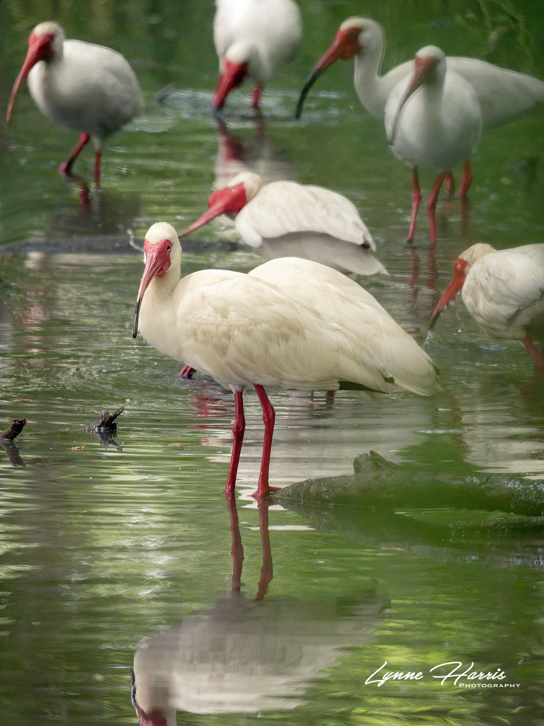 ibis Wading in Water by lynne5477