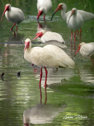 4th May 2021 - ibis Wading in Water