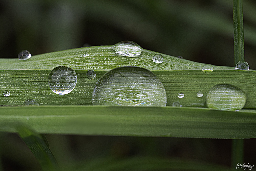 Raindrops and blades of grass by fayefaye