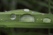 4th May 2021 - Raindrops and blades of grass