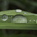 Raindrops and blades of grass by fayefaye
