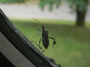 4th May 2021 - Bug on Windowsill