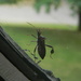 Bug on Windowsill by sfeldphotos
