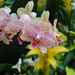 Orchids on display by larrysphotos