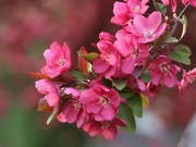 28th Apr 2021 - Pink Blossom