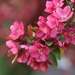 Pink Blossom by lynnz