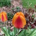 0504tulip by diane5812