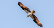 4th May 2021 - Osprey Flying Over!