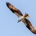 Osprey Flying Over! by rickster549