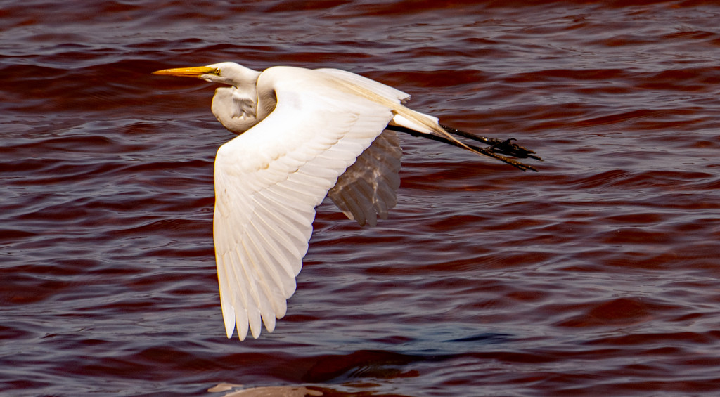 The Egret Took Off!  by rickster549