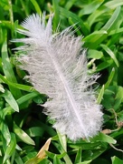 3rd May 2021 - Feather in the Green 
