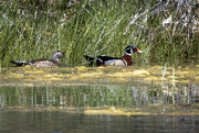 4th May 2021 - Lovely pair of Wood ducks