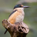 Sacred Kingfisher by yorkshirekiwi