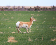 1st May 2021 - pronghorn