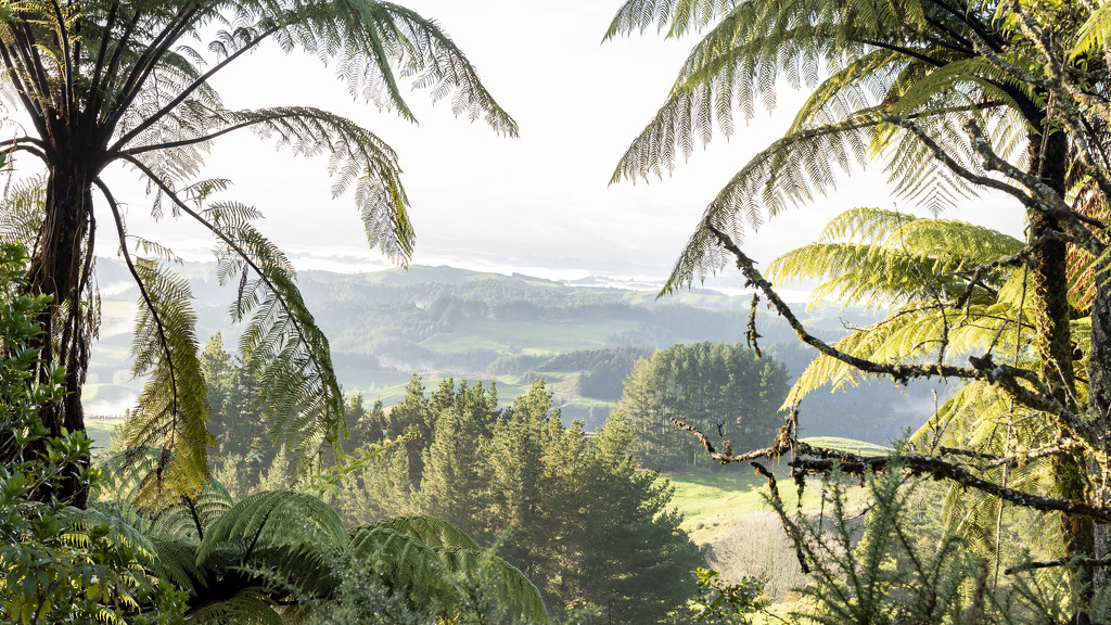 Tree Fern Framing by nickspicsnz