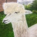 Alpaca (painting) by stuart46