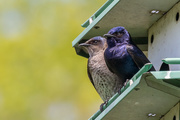 3rd May 2021 - Mr and Mrs Purple Martin Stand Guard