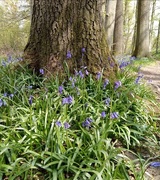 5th May 2021 - Spring bluebells 3