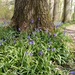 Spring bluebells 3 by 365projectorgjoworboys