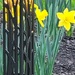 Daffodils and outdoor light by gq