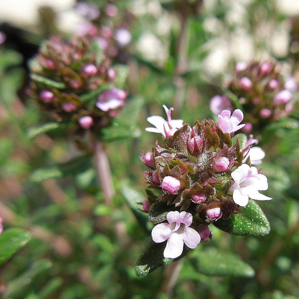 Thyme by etienne