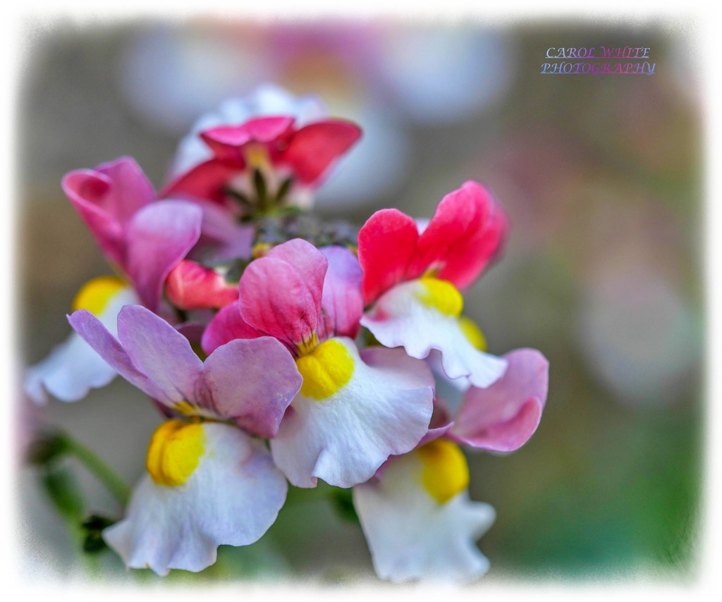 Nemesia by carolmw