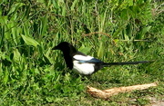 5th May 2021 - Magpie