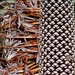 Banksia Half And Half P5050747 by merrelyn