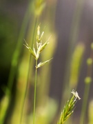 1st Apr 2021 - Wild grasses...