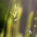 Wild grasses... by marlboromaam