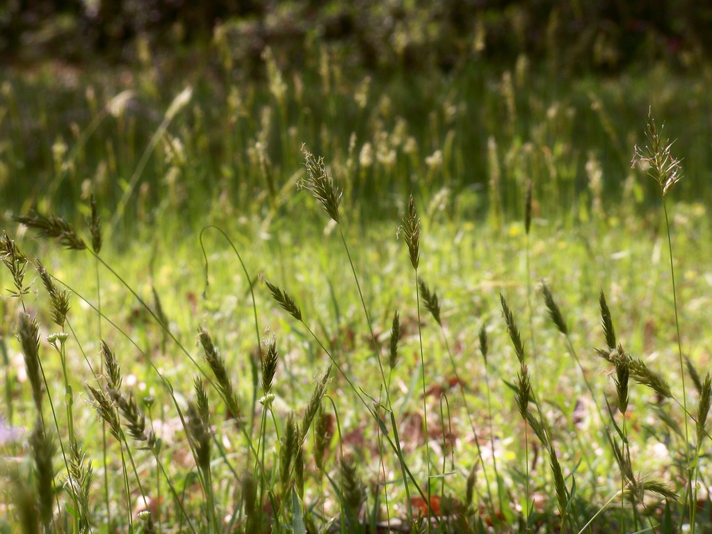 More sweet vernal grass... by marlboromaam
