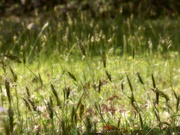 2nd Apr 2021 - More sweet vernal grass...