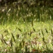 More sweet vernal grass... by marlboromaam