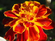 5th May 2021 - Marigold just loved how the sun seemed to have intensified the colour