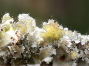 4th Apr 2021 - Perforated ruffle lichen...