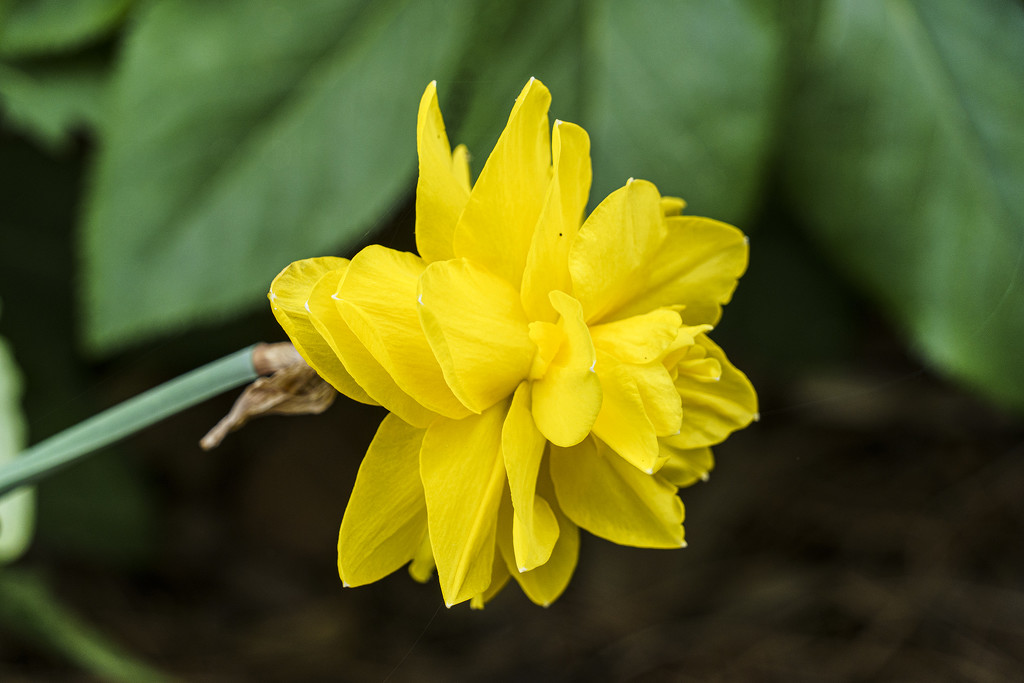 Yellow Daffodil by k9photo