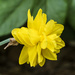 Yellow Daffodil by k9photo