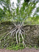 2nd May 2021 - 'A tree's beauty lies in its branches ...