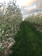 5th May 2021 - Springtime Apple Blossoms