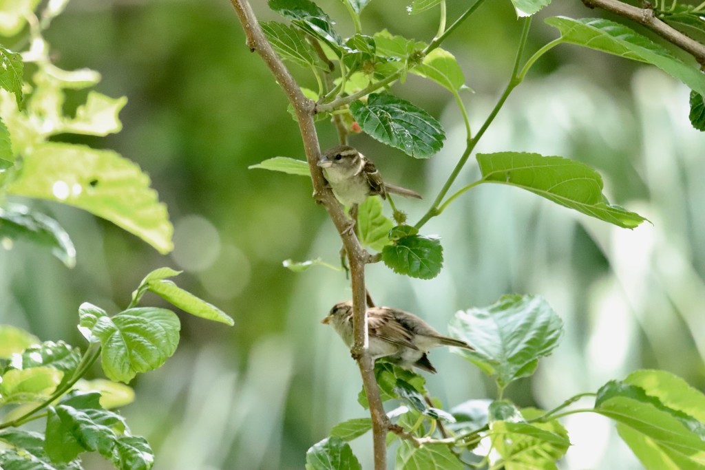 Shoo the sparrows away! by lisasavill