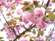 6th Apr 2021 - Kwanzan cherry tree blossoms...